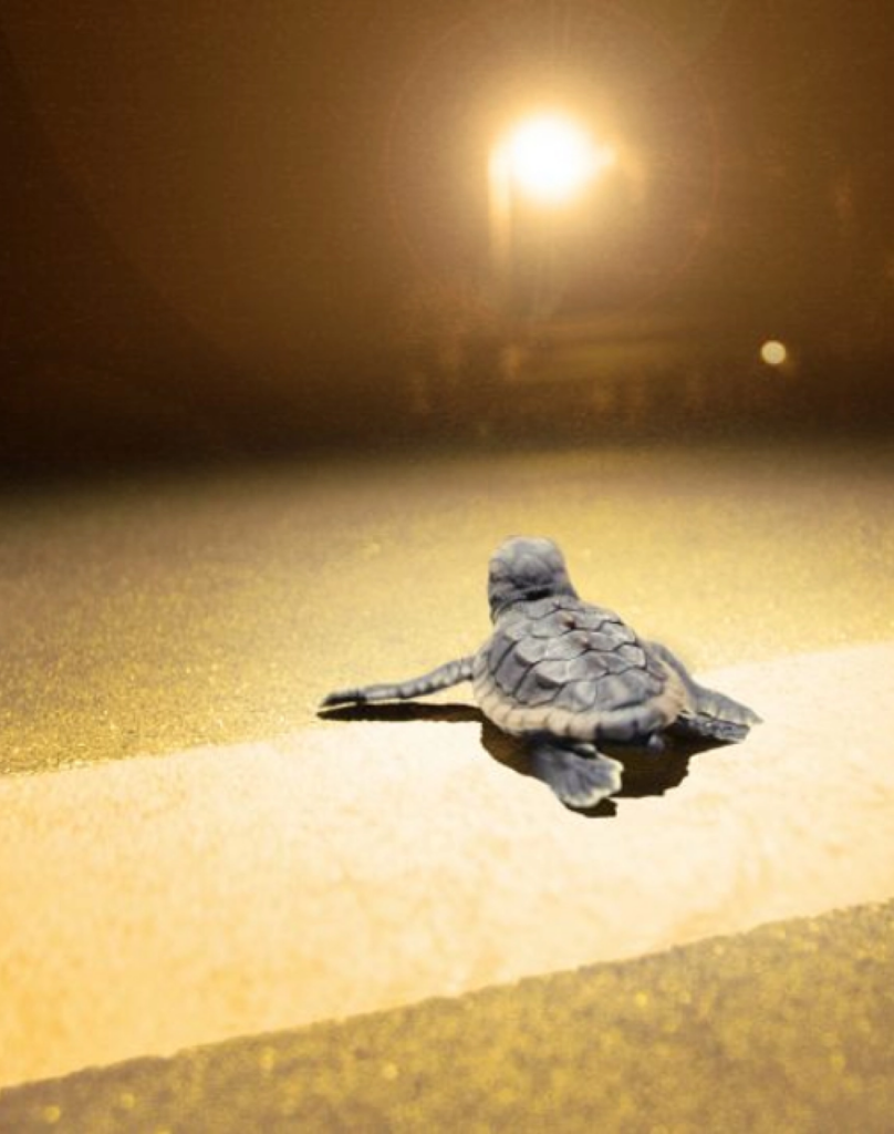 a baby turtle crawling toward artificial light