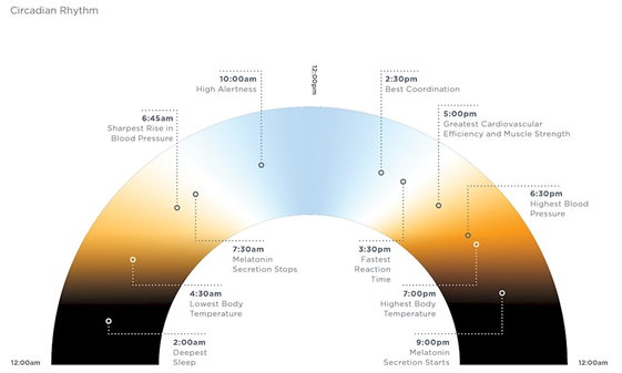 circadian rhytm with times, colours and what they mean for the human body